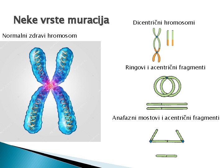 Neke vrste muracija Dicentrični hromosomi Normalni zdravi hromosom Ringovi i acentrični fragmenti Anafazni mostovi