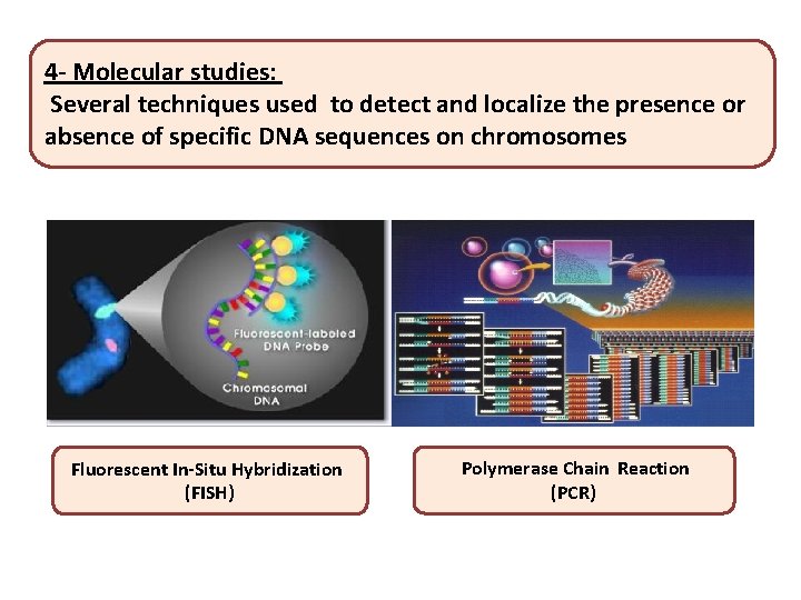 4 - Molecular studies: Several techniques used to detect and localize the presence or