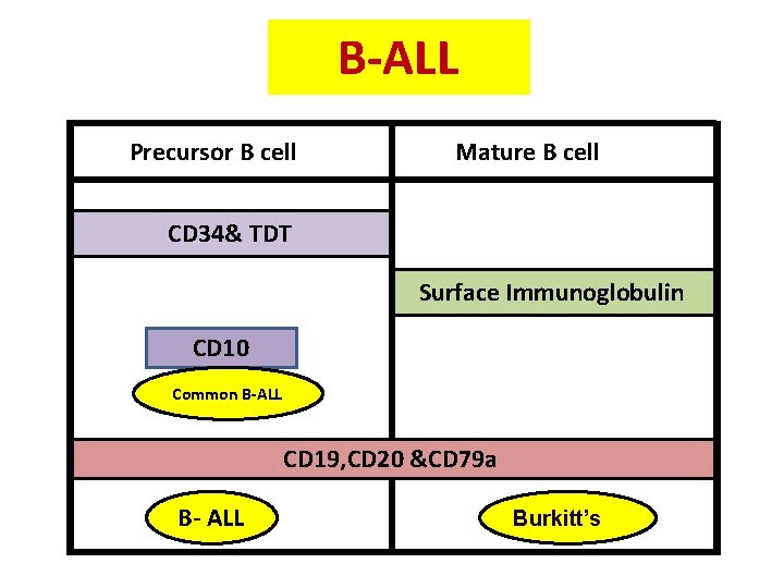 B-ALL Precursor B cell Mature B cell CD 34& TDT Surface Immunoglobulin CD 10