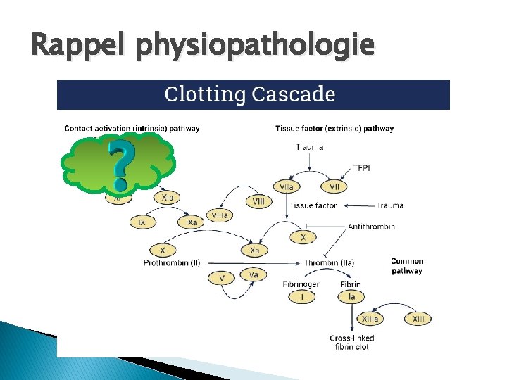 Rappel physiopathologie 