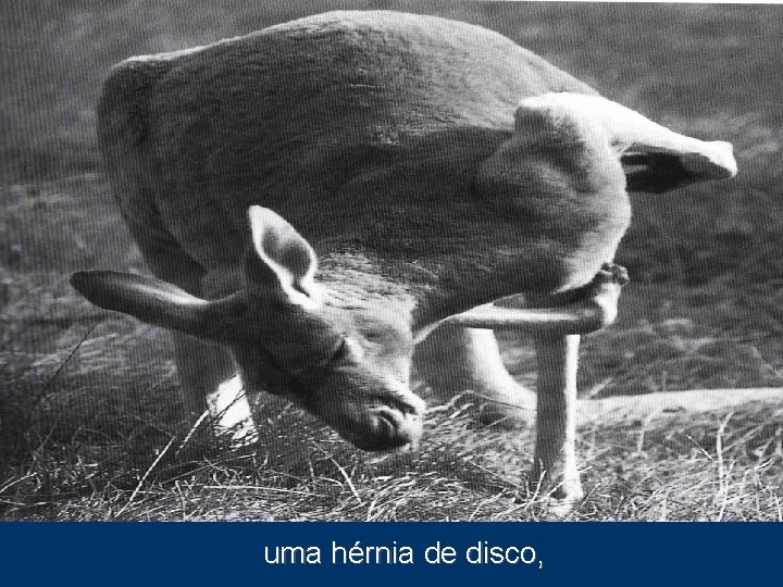 uma hérnia de disco, 