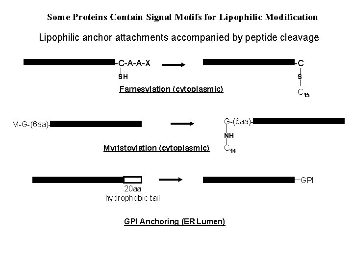 Some Proteins Contain Signal Motifs for Lipophilic Modification Lipophilic anchor attachments accompanied by peptide