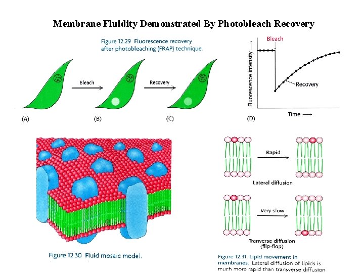 Membrane Fluidity Demonstrated By Photobleach Recovery 