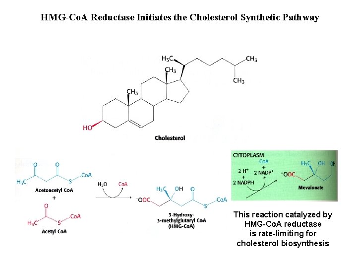 HMG-Co. A Reductase Initiates the Cholesterol Synthetic Pathway This reaction catalyzed by HMG-Co. A