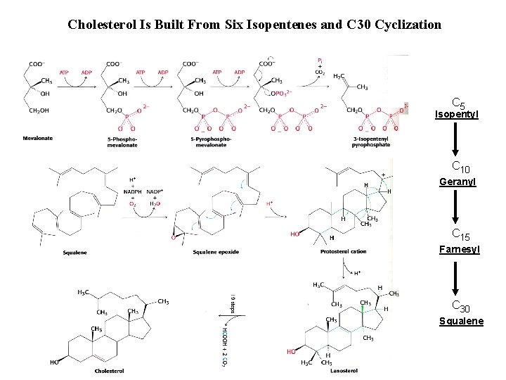 Cholesterol Is Built From Six Isopentenes and C 30 Cyclization C 5 Isopentyl C