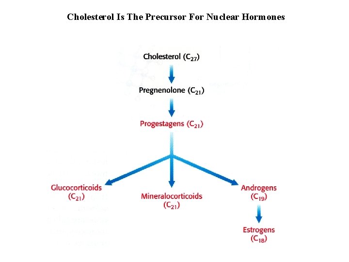 Cholesterol Is The Precursor For Nuclear Hormones 