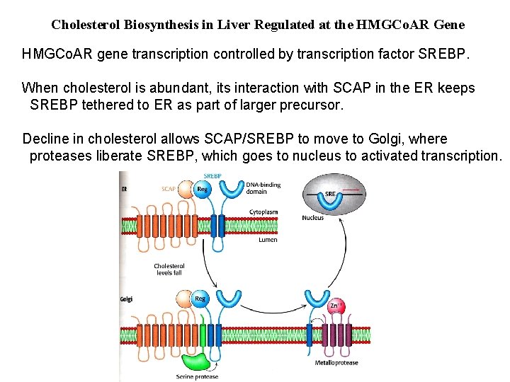 Cholesterol Biosynthesis in Liver Regulated at the HMGCo. AR Gene HMGCo. AR gene transcription