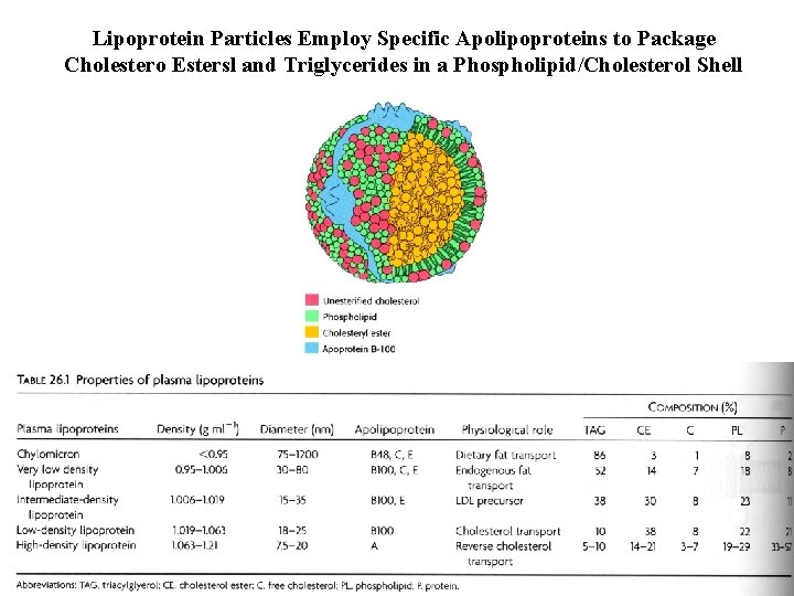 Lipoprotein Particles Employ Specific Apolipoproteins to Package Cholestero Estersl and Triglycerides in a Phospholipid/Cholesterol