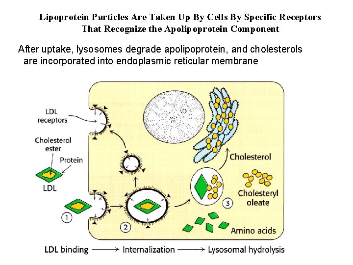 Lipoprotein Particles Are Taken Up By Cells By Specific Receptors That Recognize the Apolipoprotein