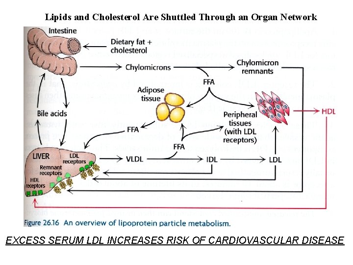 Lipids and Cholesterol Are Shuttled Through an Organ Network EXCESS SERUM LDL INCREASES RISK