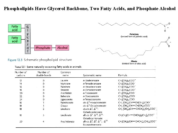 Phospholipids Have Glycerol Backbone, Two Fatty Acids, and Phosphate Alcohol 