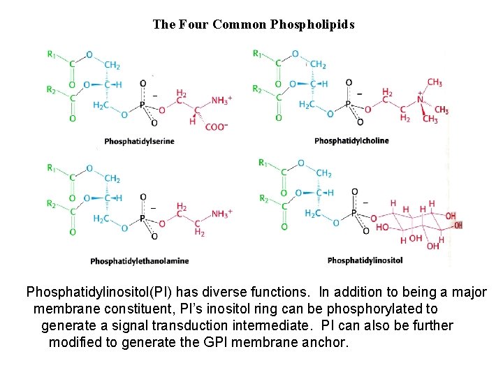 The Four Common Phospholipids Phosphatidylinositol(PI) has diverse functions. In addition to being a major