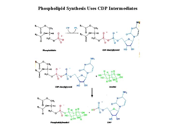 Phospholipid Synthesis Uses CDP Intermediates 