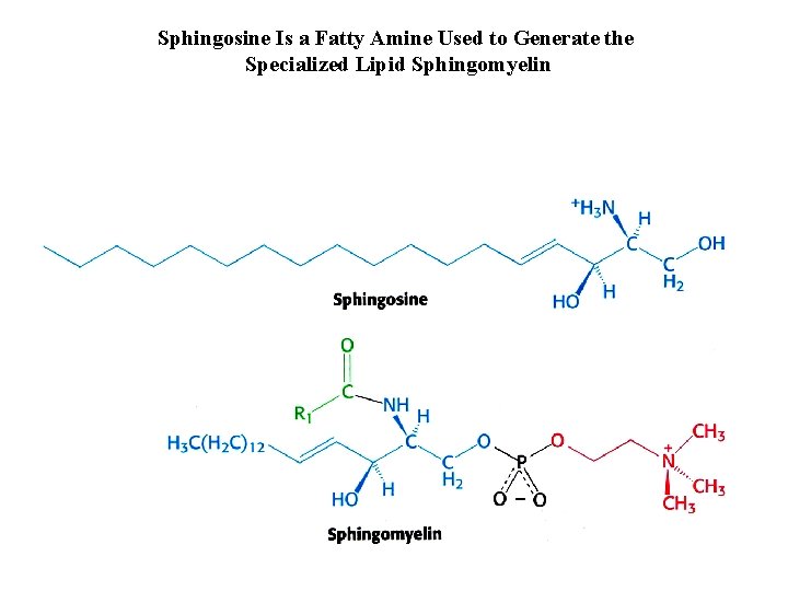 Sphingosine Is a Fatty Amine Used to Generate the Specialized Lipid Sphingomyelin 