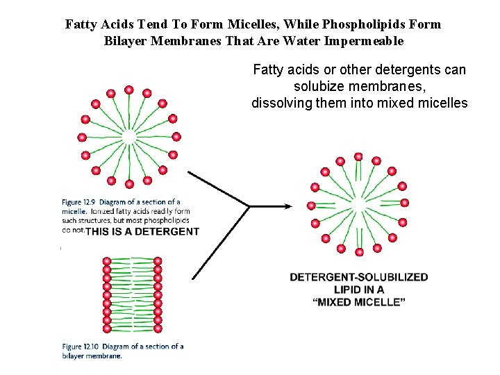 Fatty Acids Tend To Form Micelles, While Phospholipids Form Bilayer Membranes That Are Water