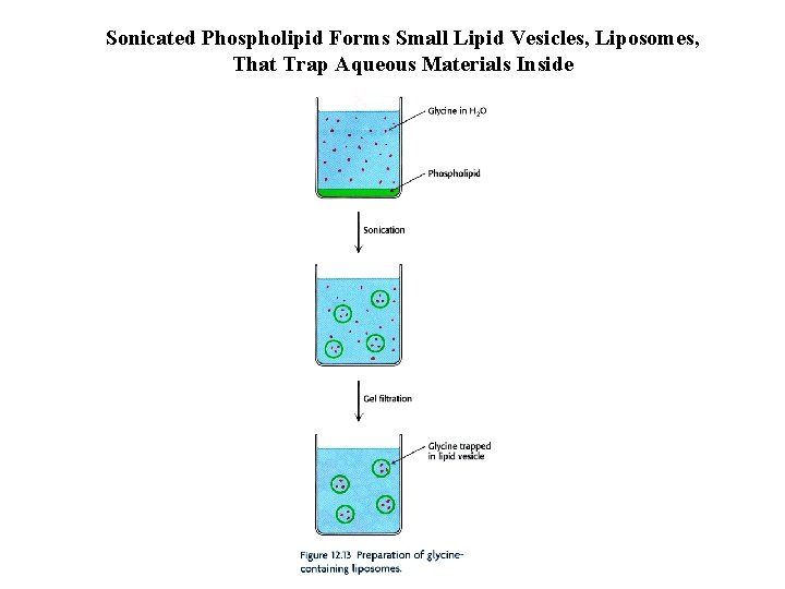 Sonicated Phospholipid Forms Small Lipid Vesicles, Liposomes, That Trap Aqueous Materials Inside 