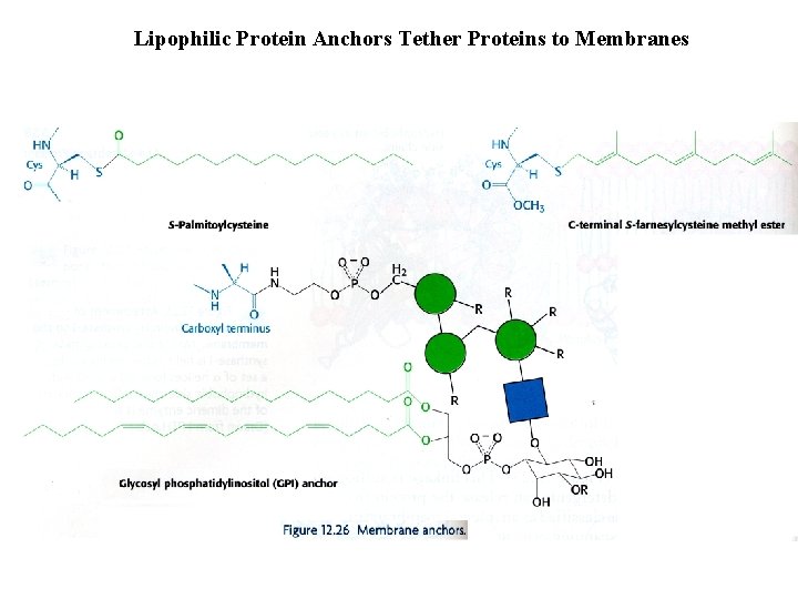 Lipophilic Protein Anchors Tether Proteins to Membranes 