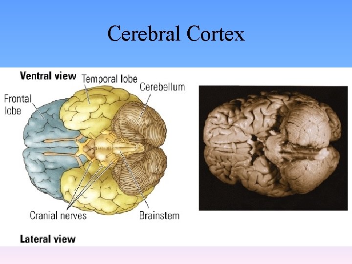 Cerebral Cortex 