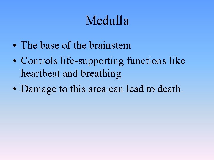 Medulla • The base of the brainstem • Controls life-supporting functions like heartbeat and