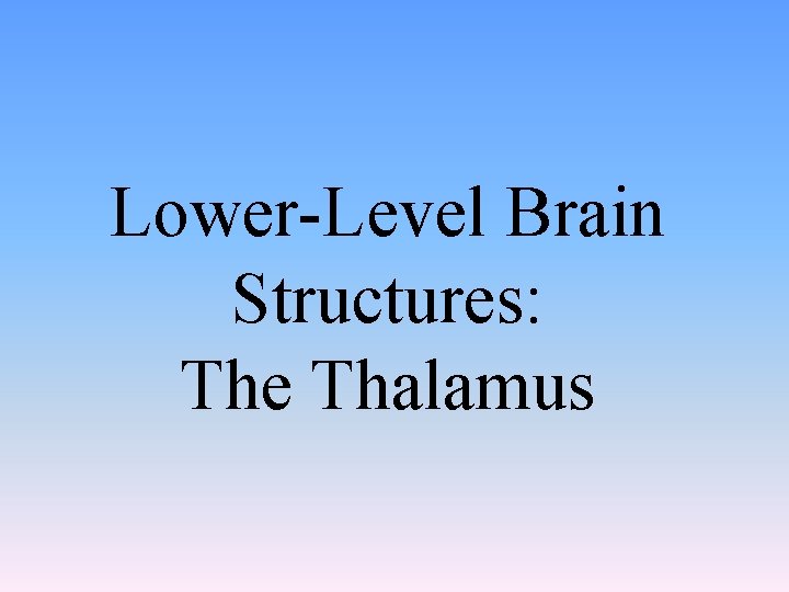 Lower-Level Brain Structures: The Thalamus 