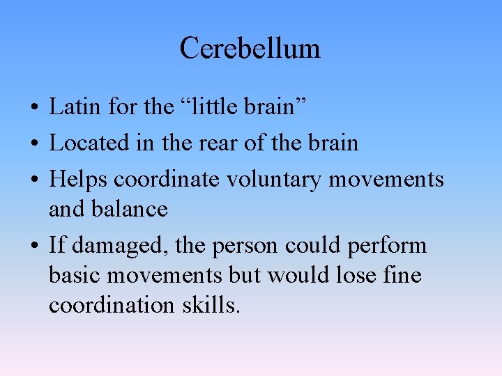 Cerebellum • Latin for the “little brain” • Located in the rear of the