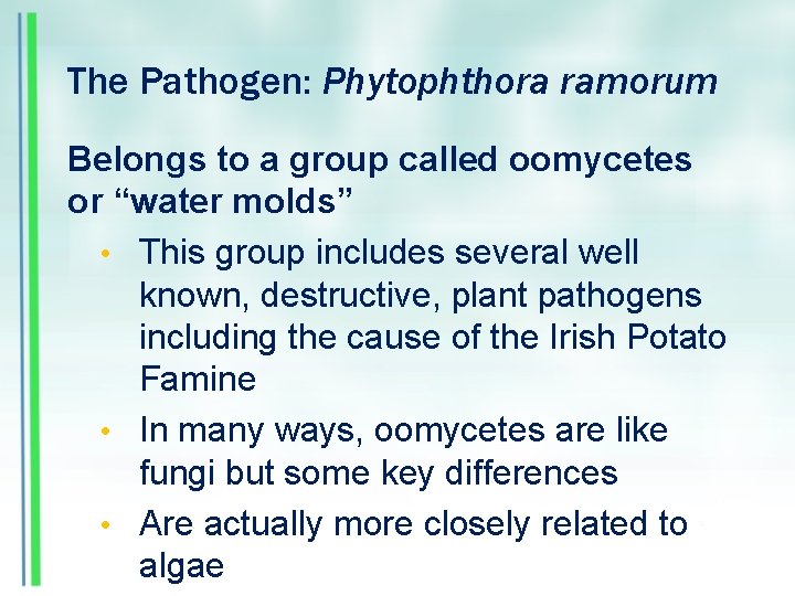 The Pathogen: Phytophthora ramorum Belongs to a group called oomycetes or “water molds” •
