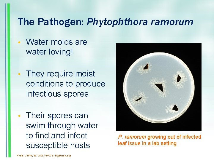 The Pathogen: Phytophthora ramorum • Water molds are water loving! • They require moist