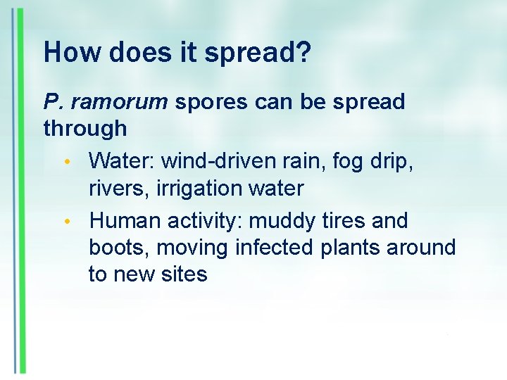 How does it spread? P. ramorum spores can be spread through • Water: wind-driven