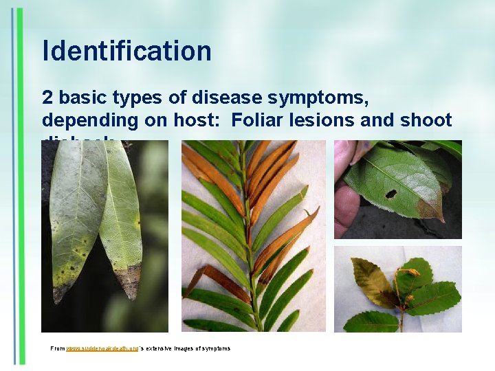 Identification 2 basic types of disease symptoms, depending on host: Foliar lesions and shoot