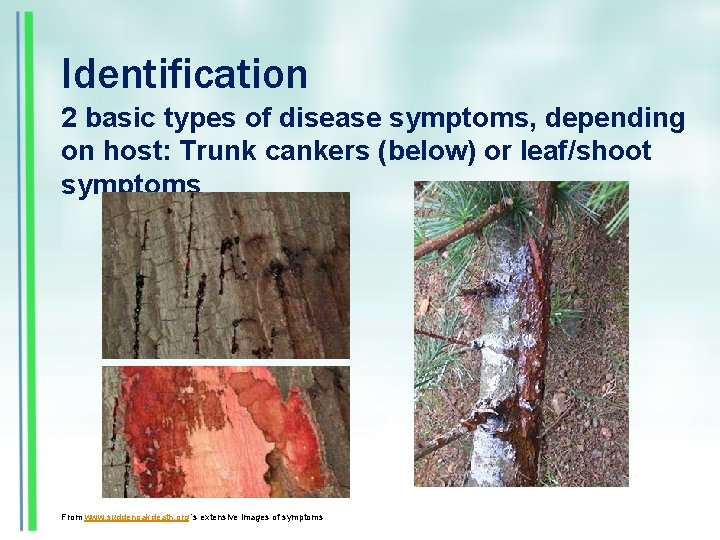 Identification 2 basic types of disease symptoms, depending on host: Trunk cankers (below) or