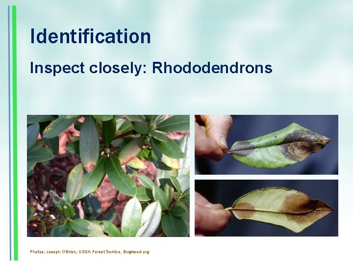 Identification Inspect closely: Rhododendrons Photos: Joseph O'Brien, USDA Forest Service, Bugwood. org 