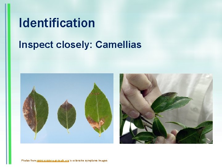 Identification Inspect closely: Camellias Photos from www. suddenoakdeath. org ’s extensive symptoms images 