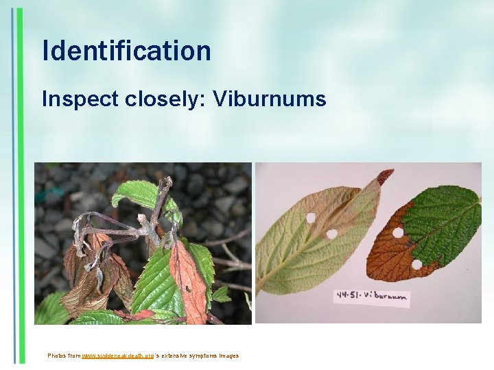 Identification Inspect closely: Viburnums Photos from www. suddenoakdeath. org ’s extensive symptoms images 