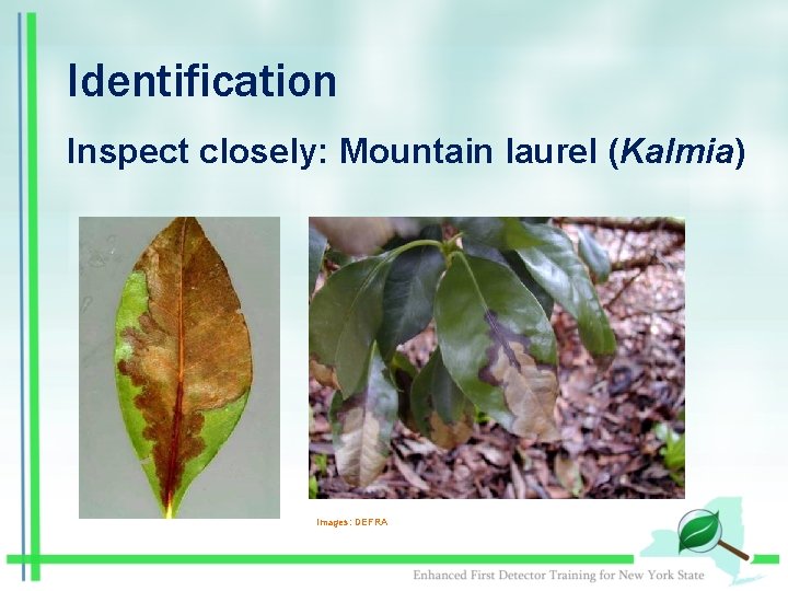 Identification Inspect closely: Mountain laurel (Kalmia) Images: DEFRA 