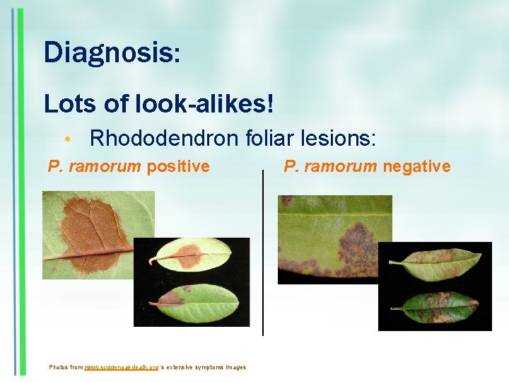 Diagnosis: Lots of look-alikes! • Rhododendron foliar lesions: P. ramorum positive Photos from www.