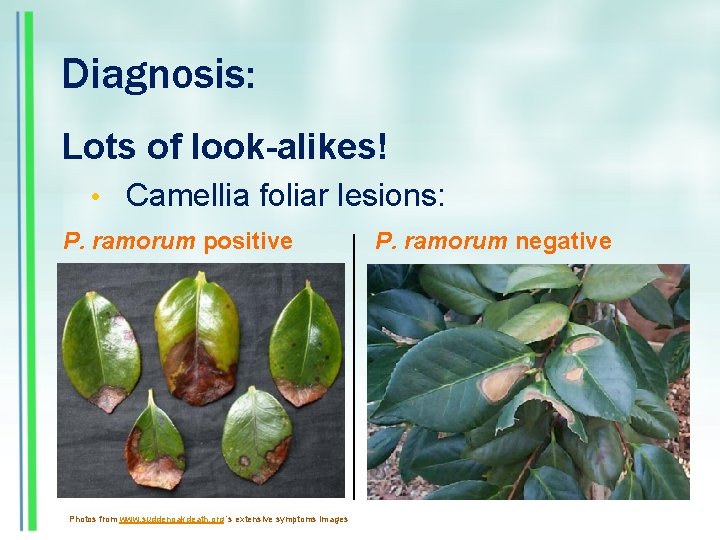 Diagnosis: Lots of look-alikes! • Camellia foliar lesions: P. ramorum positive Photos from www.