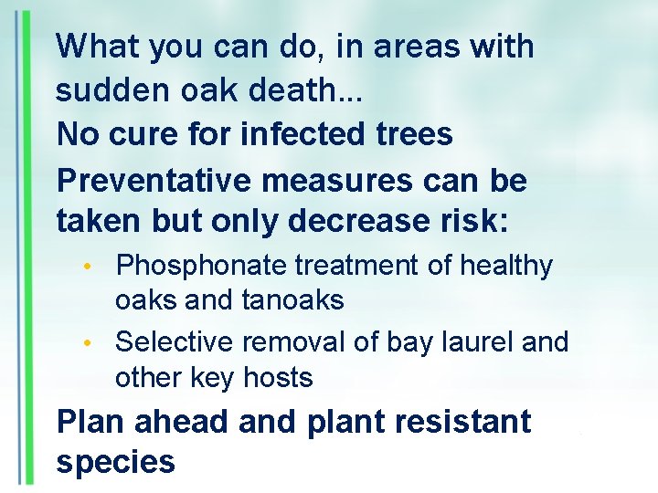 What you can do, in areas with sudden oak death… No cure for infected