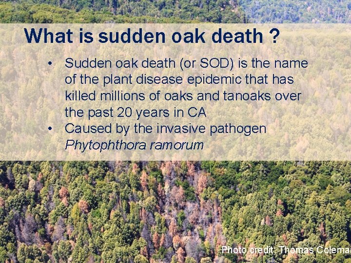 What is sudden oak death ? • Sudden oak death (or SOD) is the
