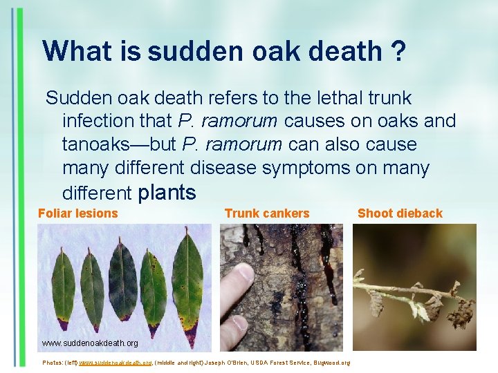 What is sudden oak death ? Sudden oak death refers to the lethal trunk