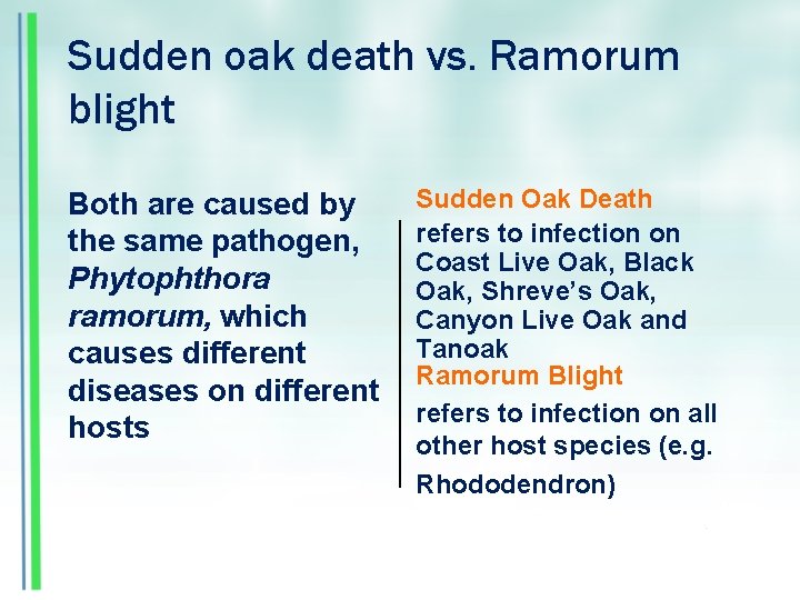 Sudden oak death vs. Ramorum blight Both are caused by the same pathogen, Phytophthora