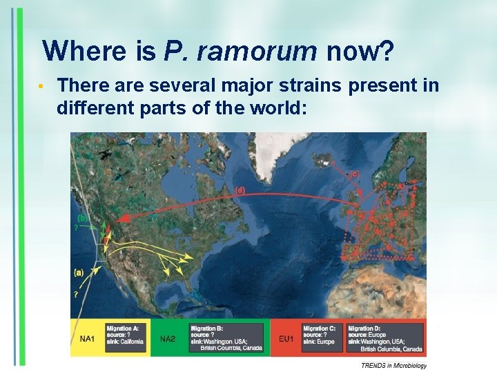 Where is P. ramorum now? • There are several major strains present in different