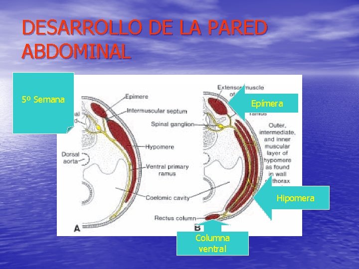 DESARROLLO DE LA PARED ABDOMINAL 5º Semana Epímera Hipomera Columna ventral 