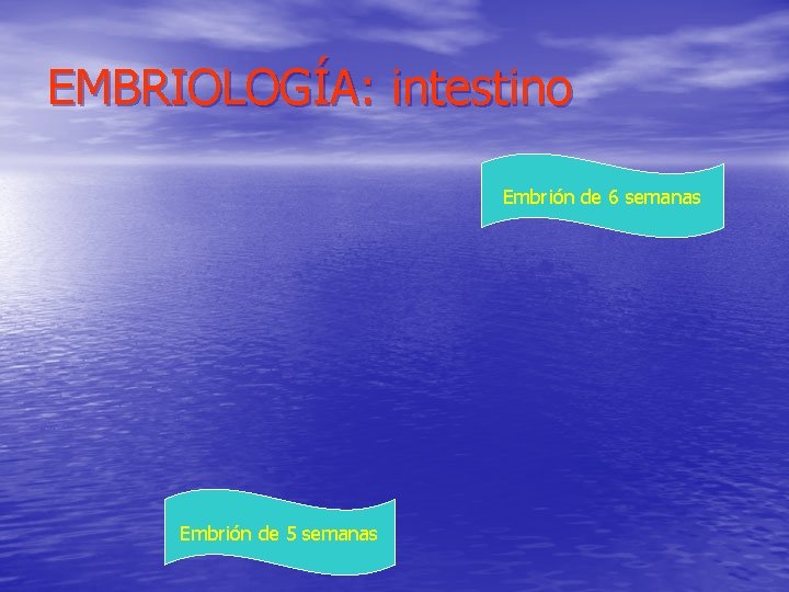 EMBRIOLOGÍA: intestino Embrión de 6 semanas Embrión de 5 semanas 