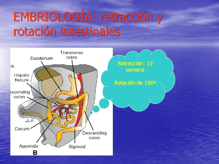 EMBRIOLOGÍA: retracción y rotación intestinales Retracción: 10 semana Rotación de 180º 