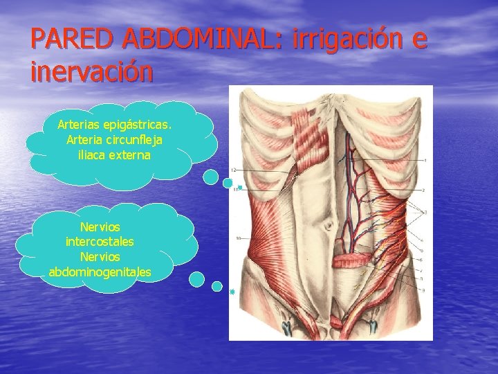 PARED ABDOMINAL: irrigación e inervación Arterias epigástricas. Arteria circunfleja iliaca externa Nervios intercostales Nervios