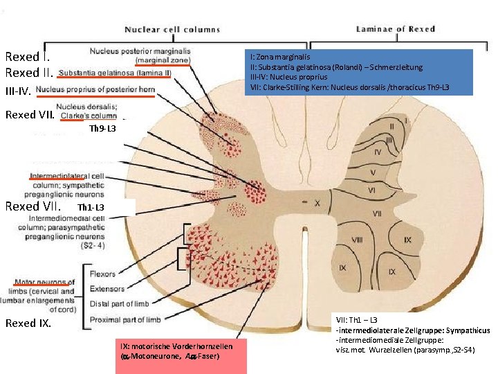 Rexed II. I: Zona marginalis II: Substantia gelatinosa (Rolandi) – Schmerzleitung III-IV: Nucleus proprius