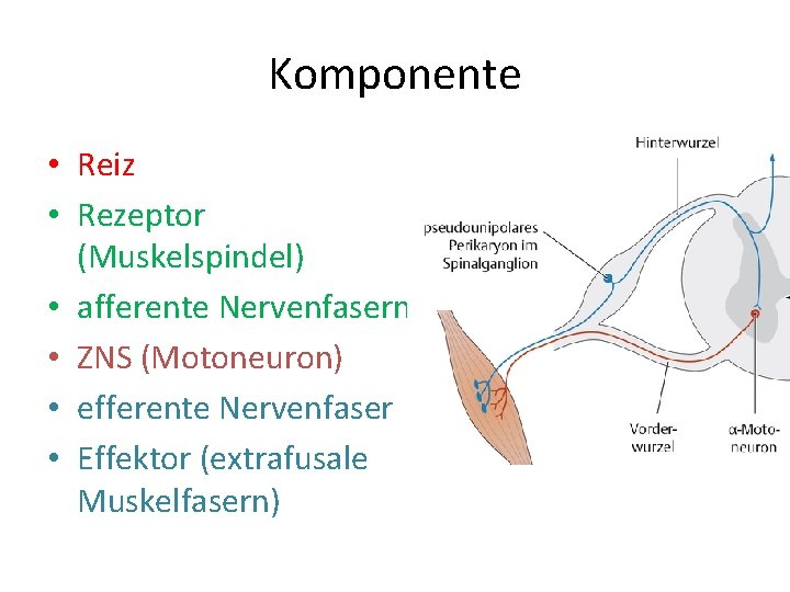 Komponente • Reiz • Rezeptor (Muskelspindel) • afferente Nervenfasern • ZNS (Motoneuron) • efferente