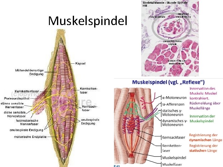Muskelspindel 