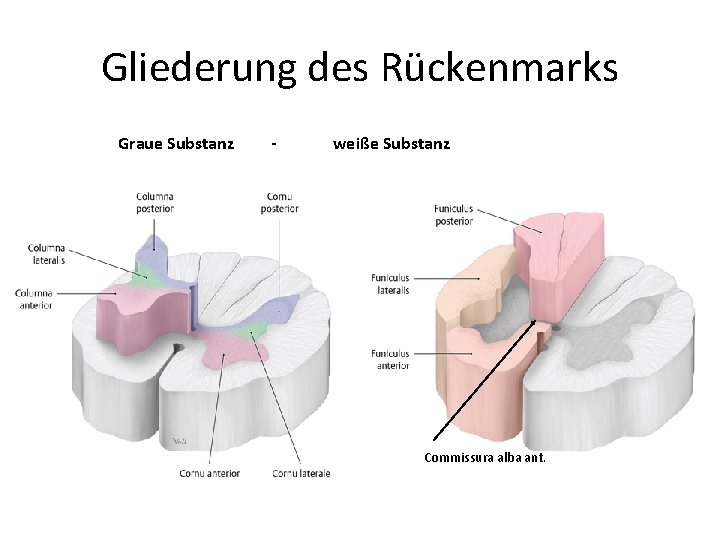 Gliederung des Rückenmarks Graue Substanz - weiße Substanz Commissura alba ant. 
