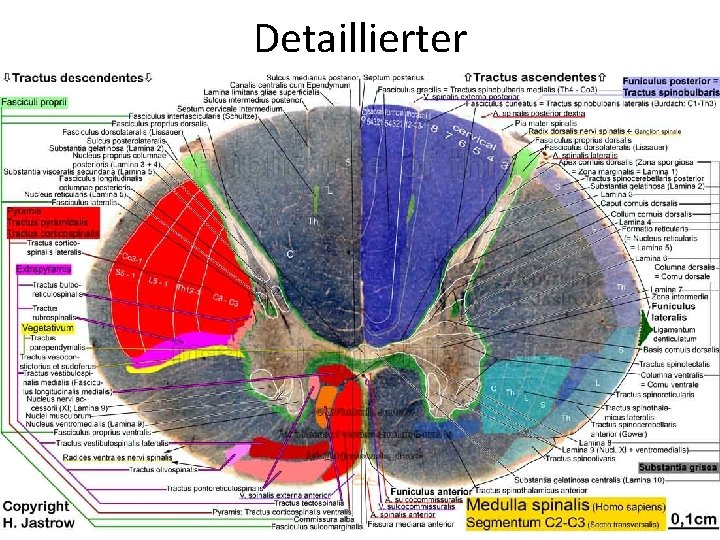 Detaillierter 